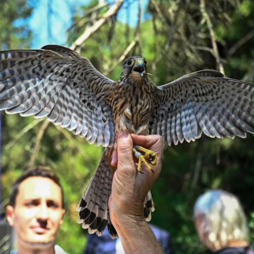 Un Centre de soins pour la faune sauvage locale