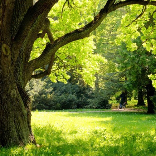 À Rennes, un laboratoire pour étudier la place de l'arbre en ville