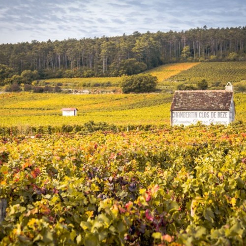 Les Climats de Bourgogne à la fête 🍇