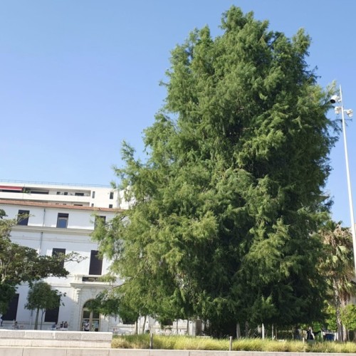 La question : Pourquoi le plus vieil arbre de Toulon est-il un rescapé ? 🌳