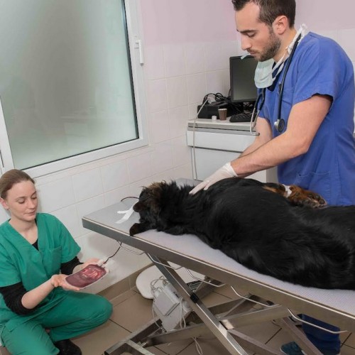 Une banque du sang pour animaux à Strasbourg