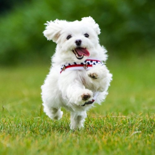 Des espaces de liberté pour les chiens à Grenoble