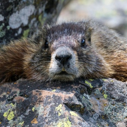 Observer la faune de montagne près de Grenoble