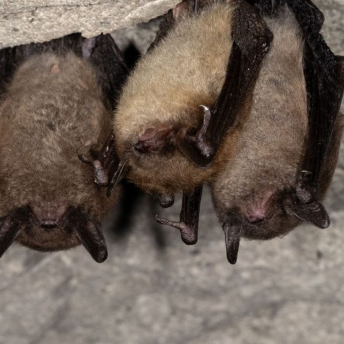 À la découverte des chauves-souris à Grenoble