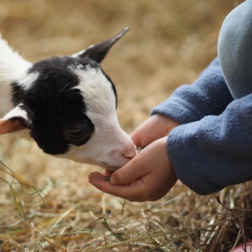 S’initier à l’agriculture urbaine avec la Ferme de Paris 🐑