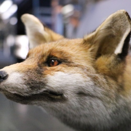 Un mini-musée d'histoire naturelle du 20 au 30 août à Lille