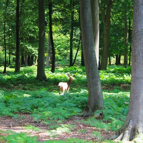 Près de Rouen, un parc en pleine forêt pour observer les animaux