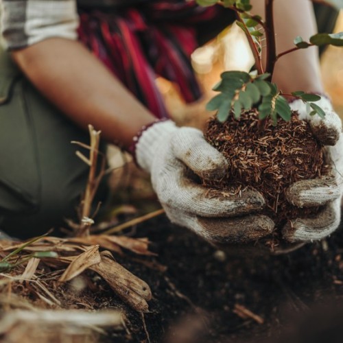 Un soignant dédié aux plantes