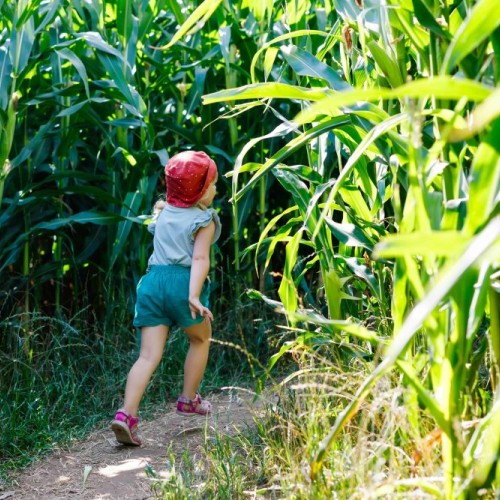 Un labyrinthe 100 % naturel 🌽