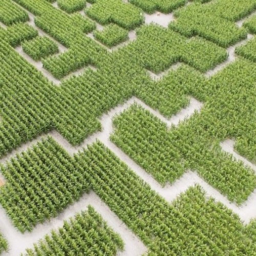 Un labyrinthe géant dans un champ de maïs près de Lille