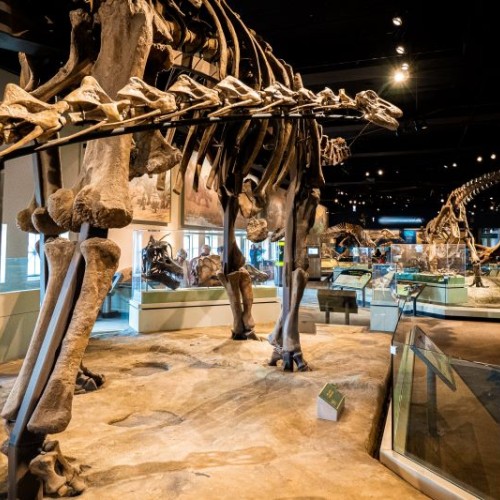 La chasse au dinosaure nantais se poursuit 🦖
