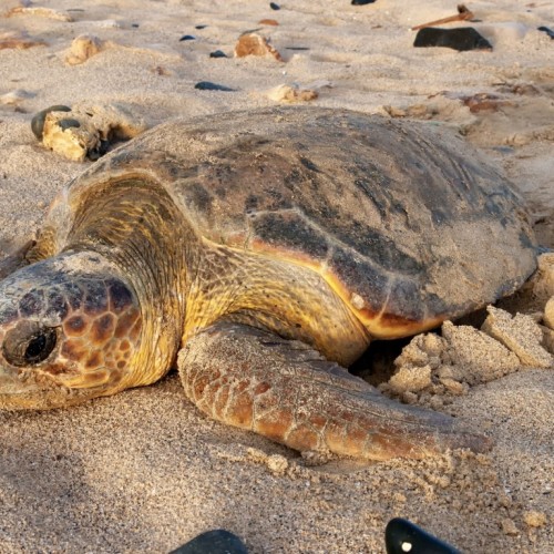 Tout savoir sur les tortues marines de Méditerranée à Porquerolles 