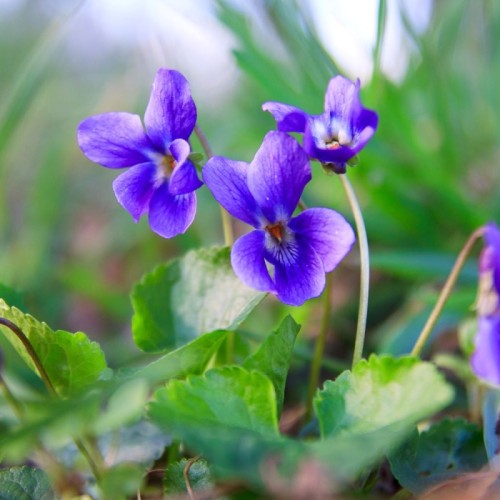 La question : Pourquoi la violette est-elle un symbole de Toulouse ? 🟣