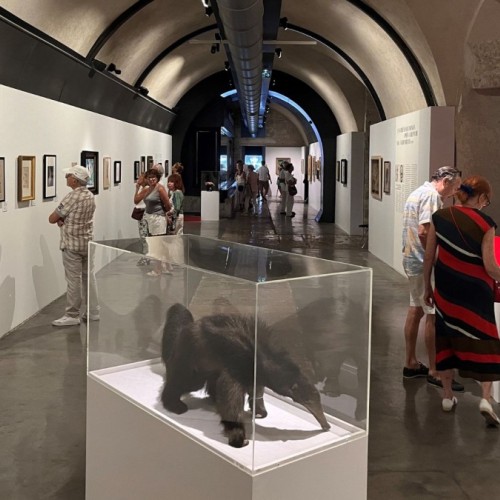 Dalí s'invite au bagne de Nice 🖼️
