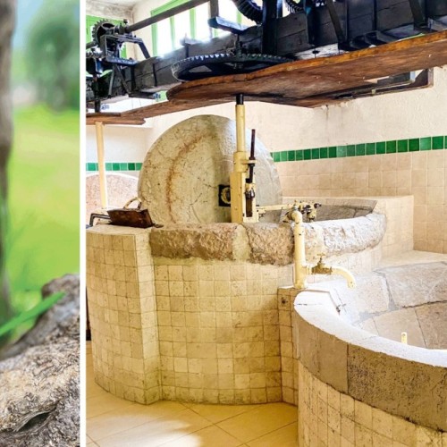 Alziari, l'histoire d'un moulin qui tourne bien 🌳