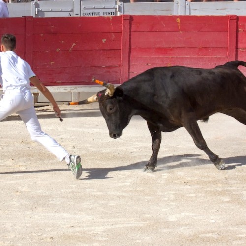 Les traditions camarguaises à découvrir dans les arènes de Palavas-les-Flots