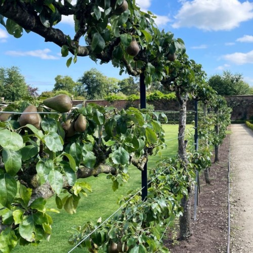 L’art de l’espalier, entre rigueur horticole et héritage vivant 🍐