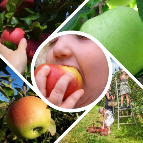 Cueillir ses pommes soi-même 🍎