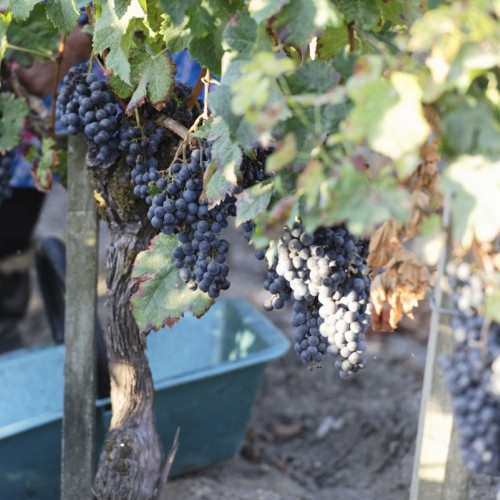 Bordeaux : top départ des vendanges au Château Siran