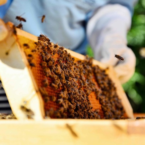 Le plein d'animations sur les abeilles à côté de Toulon 