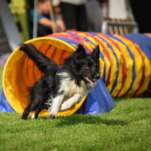 La journée mondiale du chien célébrée à Rouen