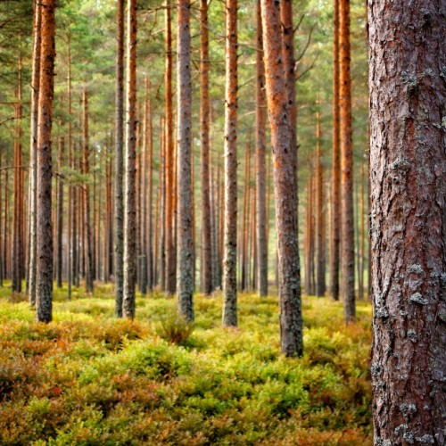 Une conférence-débat à Bordeaux sur l'Europe et ses forêts