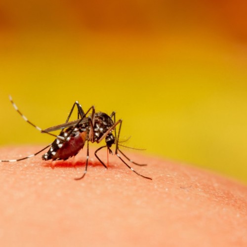 Une opération de démoustication programmée la nuit prochaine en plein Paris 🦟