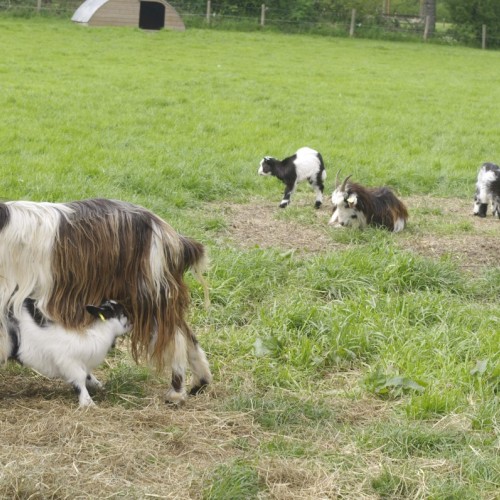 Une sortie à la ferme en famille près de Rouen