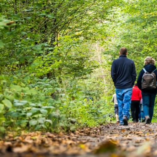 Découvrir la forêt du Gâvre 🌳