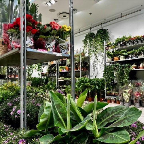 Rennes : des plantes à petits prix avec la boutique éphémère de Jardin Nomade 