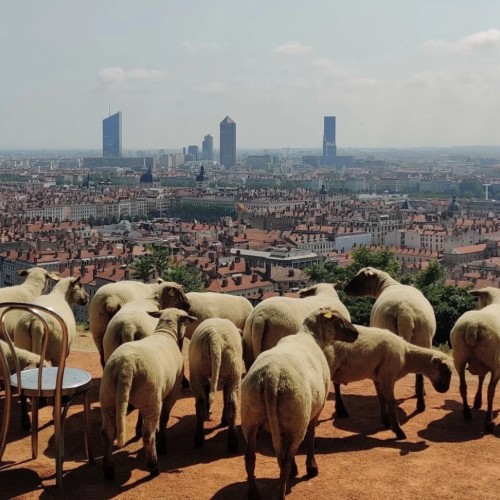 Les moutons envahissent la métropole de Lyon