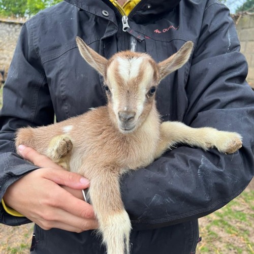 Près de Grenoble, une ferme pour les animaux rescapés