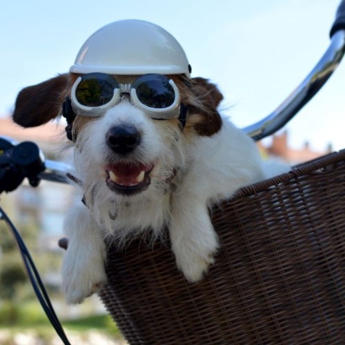 Une conférence à Grenoble pour voyager à vélo avec son chien 