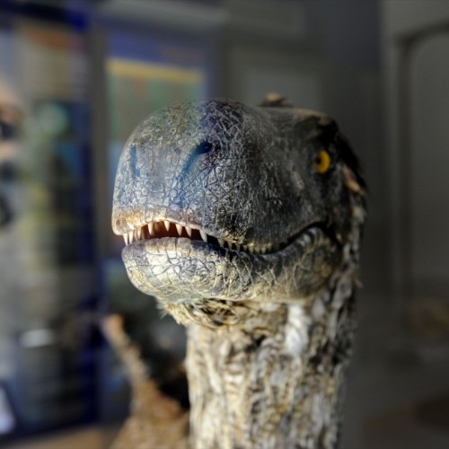 Le Muséum départemental du Var poursuit sa métamorphose 🦋