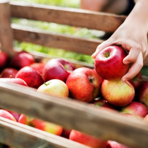 Cueillez vos pommes près de Nantes