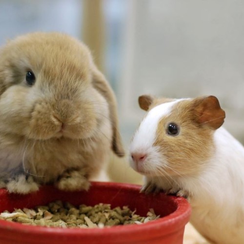 Pattounes Mania, un hôtel pour les nouveaux animaux de compagnie près de Nantes