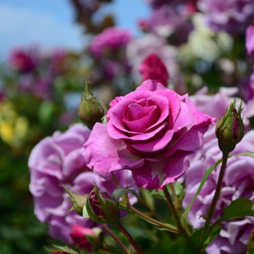 Orléans, capitale éphémère des roses 🌹 