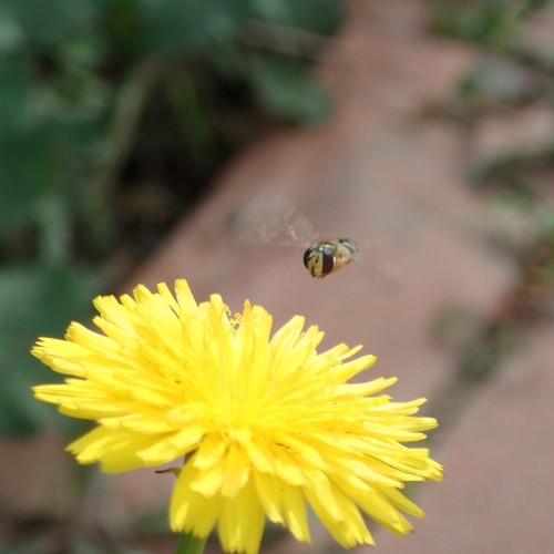 Lyon fait cause commune pour sauver les pollinisateurs