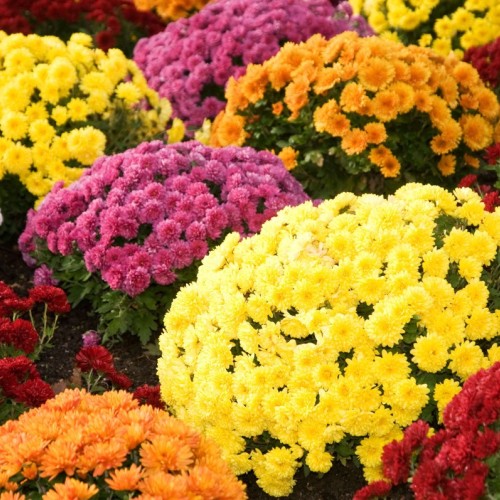 Une explosion de fleurs dans les rues de Rouen