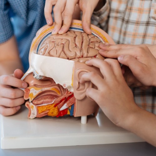Découvrez les mécanismes de la concentration à l'Open Brain Bar à Paris