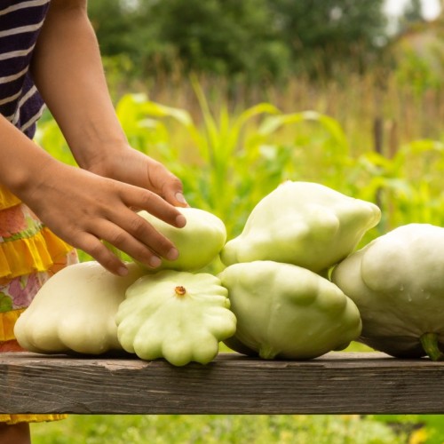 La Ferme de Paris fête les courges 