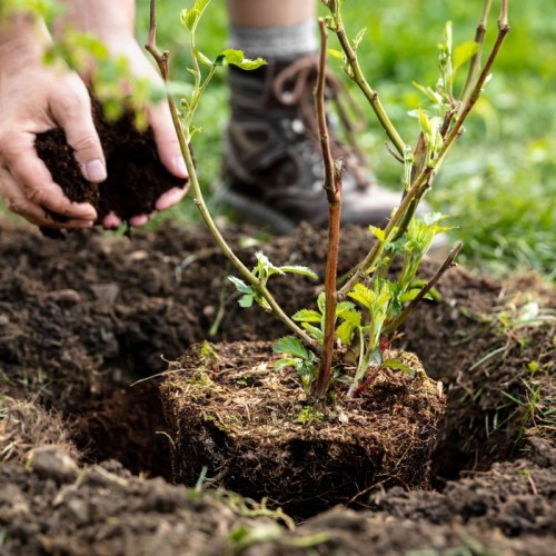 Près de Rennes, participez à une plantation d'une mini forêt