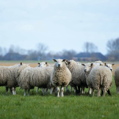 Assister à la transhumance des moutons près de Rouen