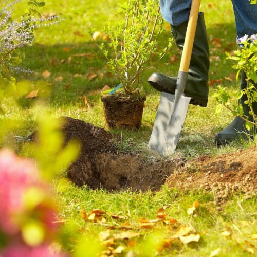 Chamalières, près de Clermont-Ferrand, finance la plantation d’arbres à hauteur de 50 %