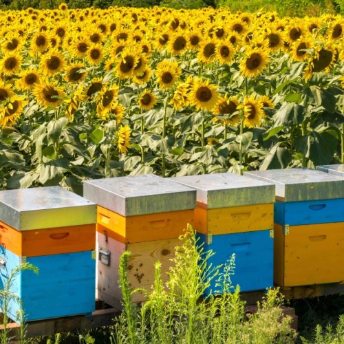 En Bretagne, un plan régional pour mieux protéger les insectes pollinisateurs