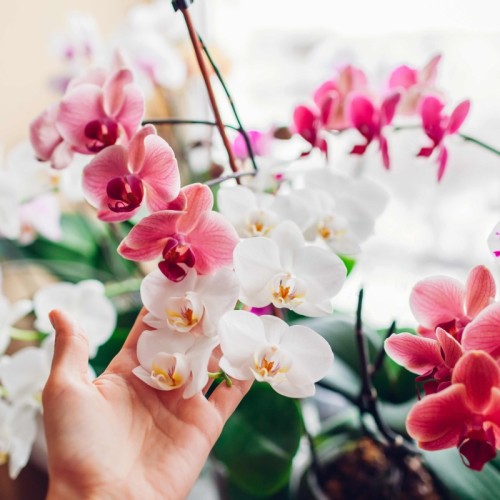 Découvrir la magie des orchidées près de Rouen
