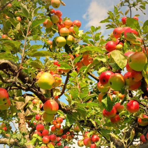 Récolter des fruits dans la métropole bordelaise