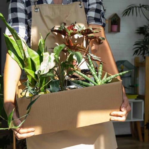 Plantes Pour Tous débarque à Roubaix du 17 au 19 octobre