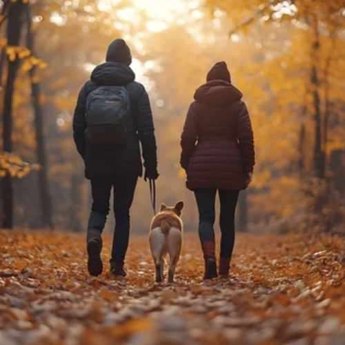 Promenades d'automne avec son chien : des précautions à avoir