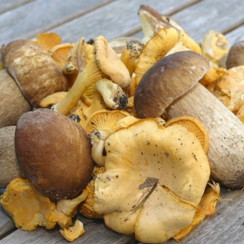 Une balade pour les champignons